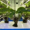 NEXTAGE Raises Series A Funding to Develop Automated Wasabi Cultivation Modules