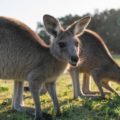 カンガルーの培養肉を開発するオーストラリア企業Vow、食の変革に挑む