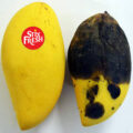 果物の鮮度保持シールStixFRESHを開発する米Ryp Labs、ベリー向けに商用化を発表