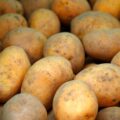 ジャガイモで卵白タンパク質を開発するPoLoPoが約2.3億円を調達