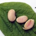 Moolec Science、豚タンパク質を作る大豆「Piggy Sooy」で米国農務省の承認を取得