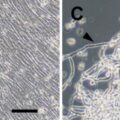 北里大学、ニホンウナギの筋芽細胞株の樹立に成功｜持続可能なウナギ供給に向けた重要な一歩