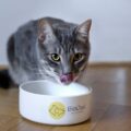 培養ペットフードのBioCraft Pet Nutrition、EU登録を完了─「本物の肉」志向のPrefera Petfoodと提携