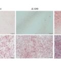 世界初、ニホンウナギ由来の不死化脂肪前駆細胞株を樹立──“脂の乗った”培養ウナギに挑む｜都産技研・北里大が新成果