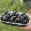米Pairwise、CIMMYTとゲノム編集のライセンス契約を締結──CRISPR技術で小規模農家支援を加速