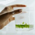 ウキクサから2つのタンパク質｜Aspyre Foodsが植物分子農業でカゼイン・ルビスコを開発