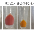 金沢大学、廃糖蜜を活用した精密発酵で高純度レチナール生産に成功