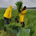 牧草は食品原料になるか｜フィンランドVTT、牧草由来タンパク質と発酵原料化を研究