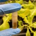 レタスとタバコの葉緑体でミオグロビン生産、英研究チームが実証