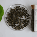 昆虫の消化が生む、まだ知らない味|「虫秘茶」が広げる食の境界線【前編】
