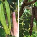 輸入依存のローカストビーンガム、植物細胞培養で生産を目指す|宮城大学・日渡教授にインタビュー